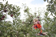 2013-09-22 - Apple picking